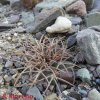 Gymnocalycium spegazzini